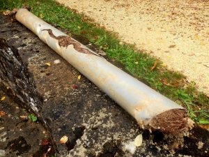 How Tree Root Intrusion Can Damage Your Pipes